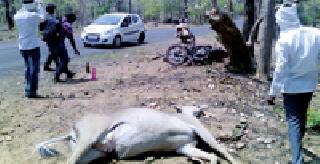 Bike rider Nilgai killed | दुचाकीची धडक नीलगाय ठार