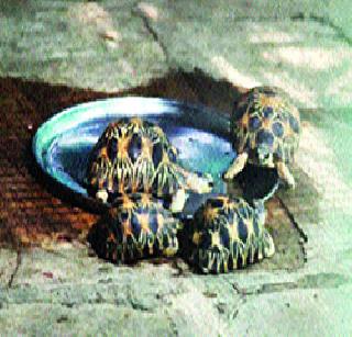 Six rare Tasve Dugwal | सहा दुर्मीळ कासवे दगावली Six rare Tasve Dugwal | सहा दुर्मीळ कासवे दगावली