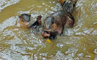 Poonamajar Dhoom: | पाणमांजरांची धूम : Poonamajar Dhoom: | पाणमांजरांची धूम :