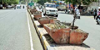 Sapphire sprouting seeds from intense heat | प्रखर उन्हामुळे सुकली दुभाजकांवरील रोपटी