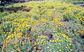 Growth from flowering farming .. | फुलांच्या शेतीतून उन्नती.. Growth from flowering farming .. | फुलांच्या शेतीतून उन्नती..