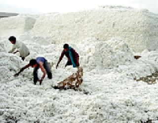 Last phase of the purchase of cotton: | कापूस खरेदी अंतिम टप्प्यात :