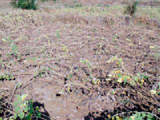 Randukur Haidosan ruins of sunflower crops | रानडुकराच्या हैदोसाने सूर्यफूल पिकांची नासधूस