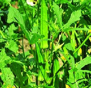 30 companies of okra producers | भेंडी उत्पादकांच्या ३० कंपन्या 30 companies of okra producers | भेंडी उत्पादकांच्या ३० कंपन्या