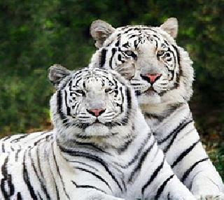 The world's first white tiger safari park in Madhya Pradesh | मध्यप्रदेशात जगातील पहिले 'व्हाईट टायगर सफारी' पार्क The world's first white tiger safari park in Madhya Pradesh | मध्यप्रदेशात जगातील पहिले 'व्हाईट टायगर सफारी' पार्क