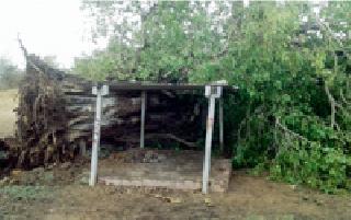 150 year old tree collapses: | १५0 वर्षांचा वृक्ष कोसळला : 150 year old tree collapses: | १५0 वर्षांचा वृक्ष कोसळला :