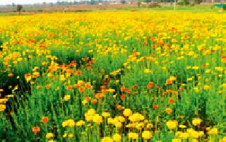 Summers of Summer: | उन्हाळ्यातील दिलासा :