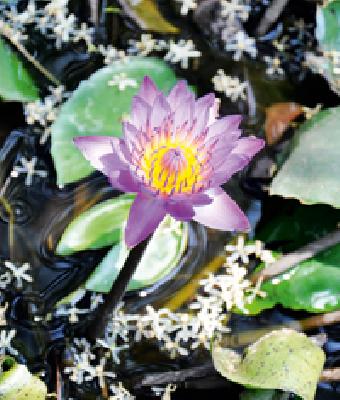 Brahmakamal: | ब्रह्मकमळ :