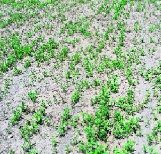 Suffering of summer mercury crops | उन्हाचा पारा पिकांच्या जिव्हारी