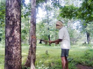 Slaughter of trees in summer | उन्हाळ्यात वृक्षांची कत्तल Slaughter of trees in summer | उन्हाळ्यात वृक्षांची कत्तल