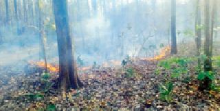 Wankhede: | वणव्याने राखरांगोळी : Wankhede: | वणव्याने राखरांगोळी :