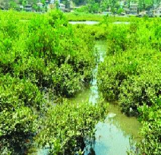 Increase in number of towers | तिवरांच्या संख्येत वाढ Increase in number of towers | तिवरांच्या संख्येत वाढ