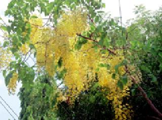 Golden floral expression: | सुवर्ण फुलांचा भास : Golden floral expression: | सुवर्ण फुलांचा भास :