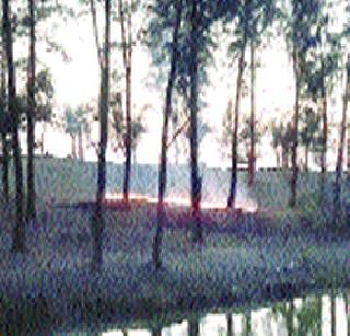 Fire started to burn? | सुरूंच्या बनाला आग लावली?