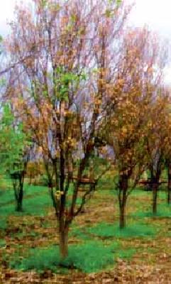 On the Santragga Salinwar in Varud | वरुड येथील संत्राबागा सलाईनवर