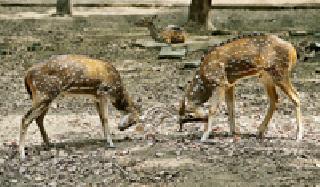 You that i | तू की मी :