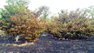 Farmer's Swaha in Forest Department | वनविभागाच्या आगीत शेतपिके स्वाहा