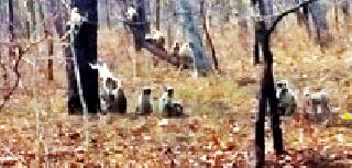 Wildlife wandering in the sanctuary | अभयारण्यातील प्राण्यांची पाण्यासाठी भटकंती Wildlife wandering in the sanctuary | अभयारण्यातील प्राण्यांची पाण्यासाठी भटकंती