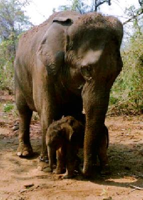 Sushila was born .. | सुशिला झाली आई..