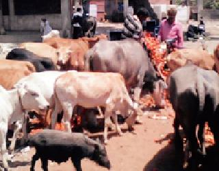 The farmer took the towel | शेतकऱ्याने टमाटे टाकले गुरांना The farmer took the towel | शेतकऱ्याने टमाटे टाकले गुरांना