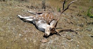 Leopard hunt | बिबट्याने केली चितळाची शिकार