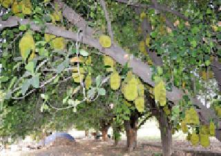 Funfile Shuffle: | फणस लदबदले : Funfile Shuffle: | फणस लदबदले :