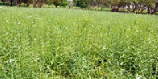 Sesame seeds: | तीळ बहरला : Sesame seeds: | तीळ बहरला :