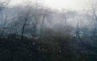 The fennel in the fir-tree | पोहरा-चिरोडी जंगलात पेटू लागले वणवे The fennel in the fir-tree | पोहरा-चिरोडी जंगलात पेटू लागले वणवे