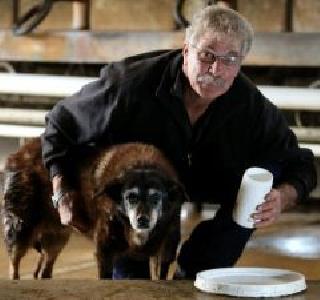 The world's oldest Maggie's bachelor's death | जगातील सर्वात वयोवृद्ध मॅगी कुत्रीचा मृत्यू The world's oldest Maggie's bachelor's death | जगातील सर्वात वयोवृद्ध मॅगी कुत्रीचा मृत्यू