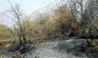 Fire burns in forest forest area | झरण वनपरिक्षेत्रात आगीने वनसंपदा जळून खाक