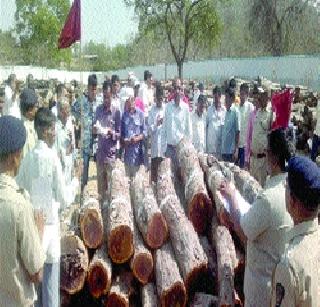 The price of the kayadimola like gold ornaments like gold | सोन्यासारख्या खैराला कवडीमोलाचा भाव The price of the kayadimola like gold ornaments like gold | सोन्यासारख्या खैराला कवडीमोलाचा भाव