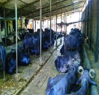 Inflammation of unauthorized stabbing | अनधिकृत तबेल्यांचे पेव Inflammation of unauthorized stabbing | अनधिकृत तबेल्यांचे पेव