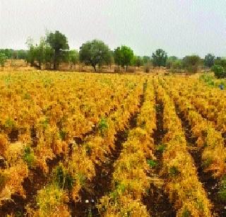 Thousands of laborers left the village! | हजारावर मजुरांनी सोडले गाव! Thousands of laborers left the village! | हजारावर मजुरांनी सोडले गाव!