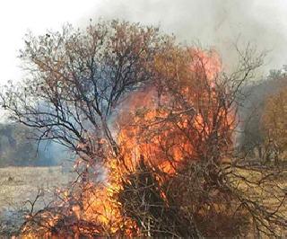 Farmers of Aurangabad organized a mausambi garden | औरंगाबादमध्ये शेतक-यांनी मोसंबीची बाग पेटवली Farmers of Aurangabad organized a mausambi garden | औरंगाबादमध्ये शेतक-यांनी मोसंबीची बाग पेटवली