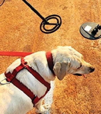 Zanjeer, Prince, Goldie and Max .. | जंजीर, प्रिन्स, गोल्डी आणि आता मॅक्स.. Zanjeer, Prince, Goldie and Max .. | जंजीर, प्रिन्स, गोल्डी आणि आता मॅक्स..