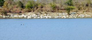 Cows Water: | गाई पाण्यावर :