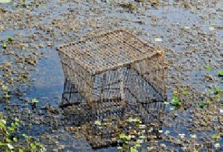 Fishery Mafia Network at Gosekhurd | गोसेखुर्दवर मत्स्य माफियांचे जाळे