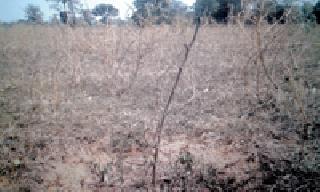 Tree plantation scheme money in water | वृक्ष लागवड योजनेचा पैसा पाण्यात