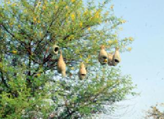 Dug Khogani: | सुगरणीचा खोपा : Dug Khogani: | सुगरणीचा खोपा :