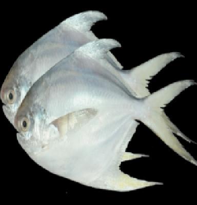 Will the transcript be extinct? | पापलेट नामशेष होणार?