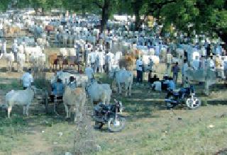 The sale of eclipse market in the capital markets | राजुऱ्याच्या बाजारात गोधनाची बेभाव विक्री