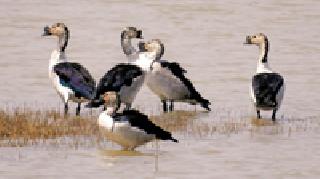 The inhabitants of the birds inhabit at Chargaan | चारगाव येथे पाहुण्या पक्ष्यांचे वास्तव्य The inhabitants of the birds inhabit at Chargaan | चारगाव येथे पाहुण्या पक्ष्यांचे वास्तव्य