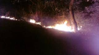 Regarding the district authority, the district administration is irresponsible | वृक्ष प्राधिकरणबाबत जिल्हा प्रशासन बेपर्वा