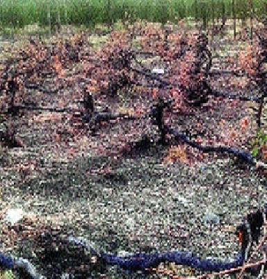 The first grape garden groundnut | पहिली द्राक्ष बाग भुईसपाट The first grape garden groundnut | पहिली द्राक्ष बाग भुईसपाट