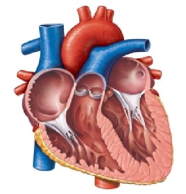 Midwife gets 'young heart' | मध्यमवयीन व्यक्तीला मिळाले ‘तरुण हृदय’