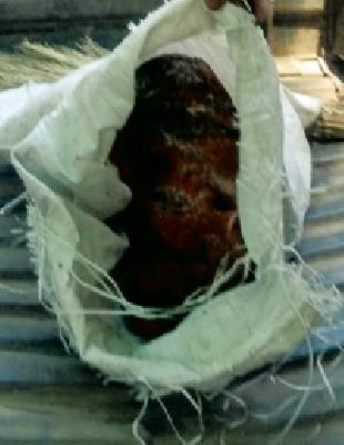 The monkeys trapped in a manger were brought out after three days | ंजमिनीत गाडलेले माकडाचे पिलू तीन दिवसानंतर बाहेर काढले