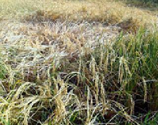 Cultivation of crops due to heat, water scarcity | उष्णता, पाण्याअभावी पिके करपली