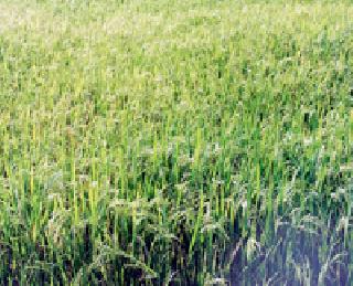 1.9 million hectare hectare | १.९० लाख हेक्टरवर भातपीक