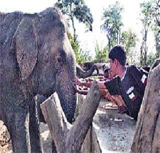 Elephant | हत्ती. Elephant | हत्ती.