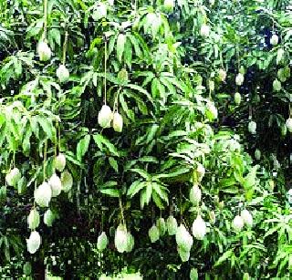 Market mangoes increased inward | बाजारात आंब्याची आवक वाढली